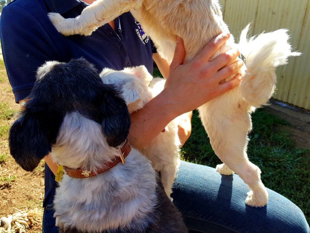 Dog boarding kennels Canberra Experienced care Bendora