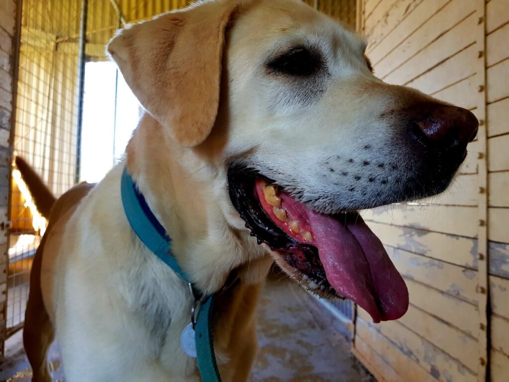 Dog boarding kennels Canberra Experienced care Bendora