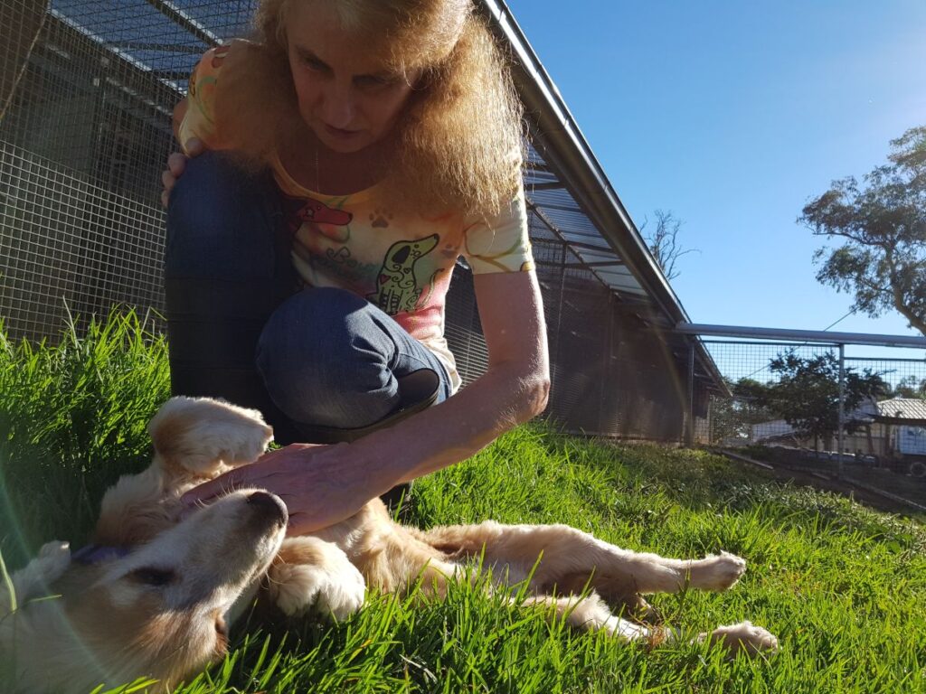 Dog boarding kennels Canberra Experienced care Bendora